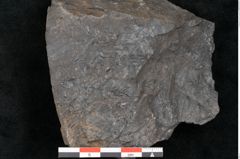 Foto (Detailansicht) von Asplenium hochstetteri Unger (NHMW-GEO-2024-0188-10303)